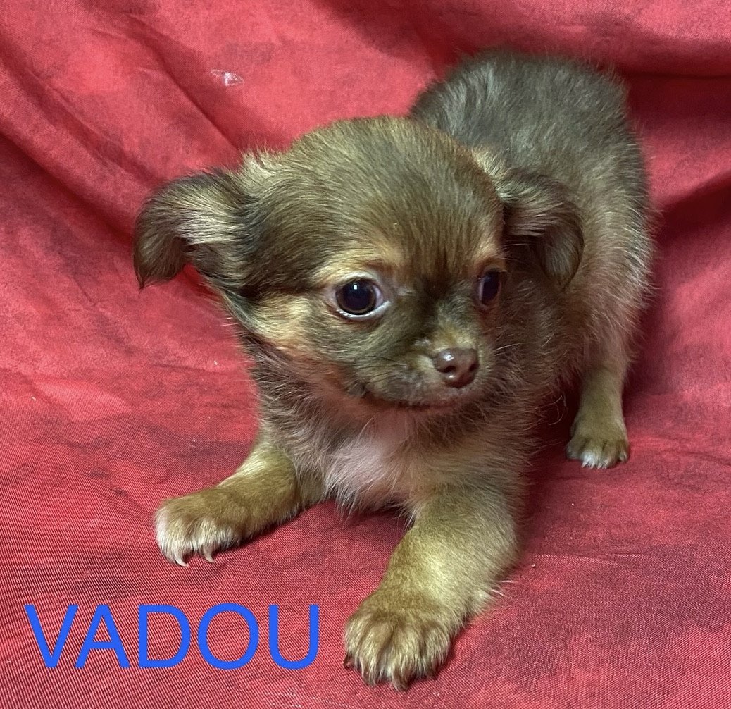 chiot Chihuahua Poil Long VADOU Domaine de la Chantelaie