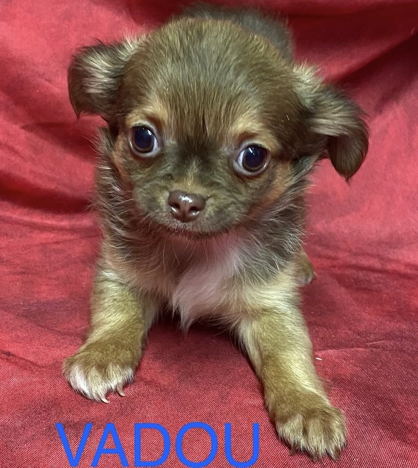 chiot Chihuahua Poil Long VADOU Domaine de la Chantelaie
