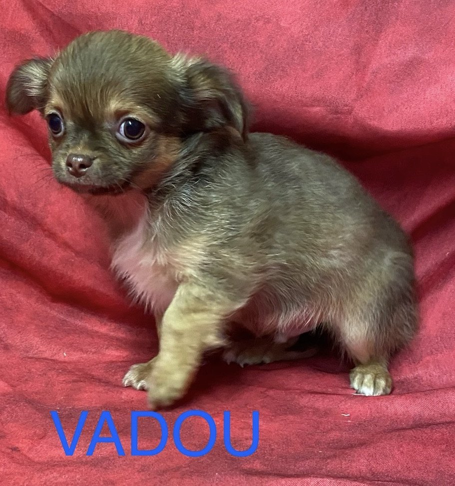 chiot Chihuahua Poil Long VADOU Domaine de la Chantelaie