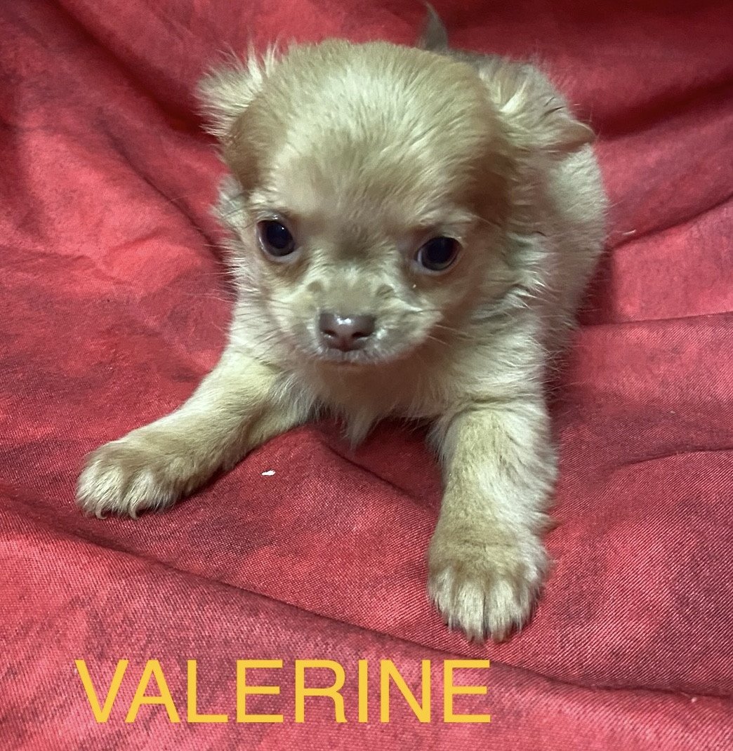 chiot Chihuahua Poil Long VALERINE chihuahua à poils longs à réserver Domaine de la Chantelaie