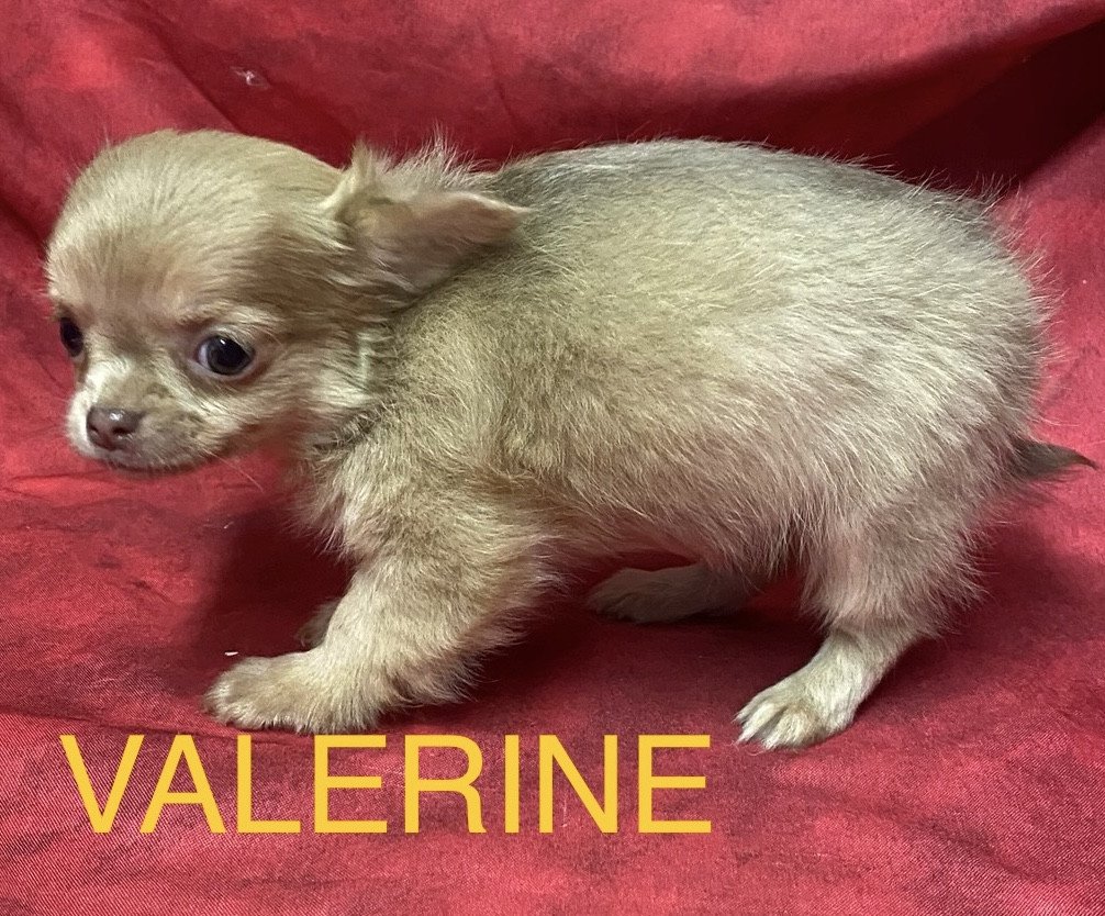 chiot Chihuahua Poil Long VALERINE chihuahua à poils longs à réserver Domaine de la Chantelaie