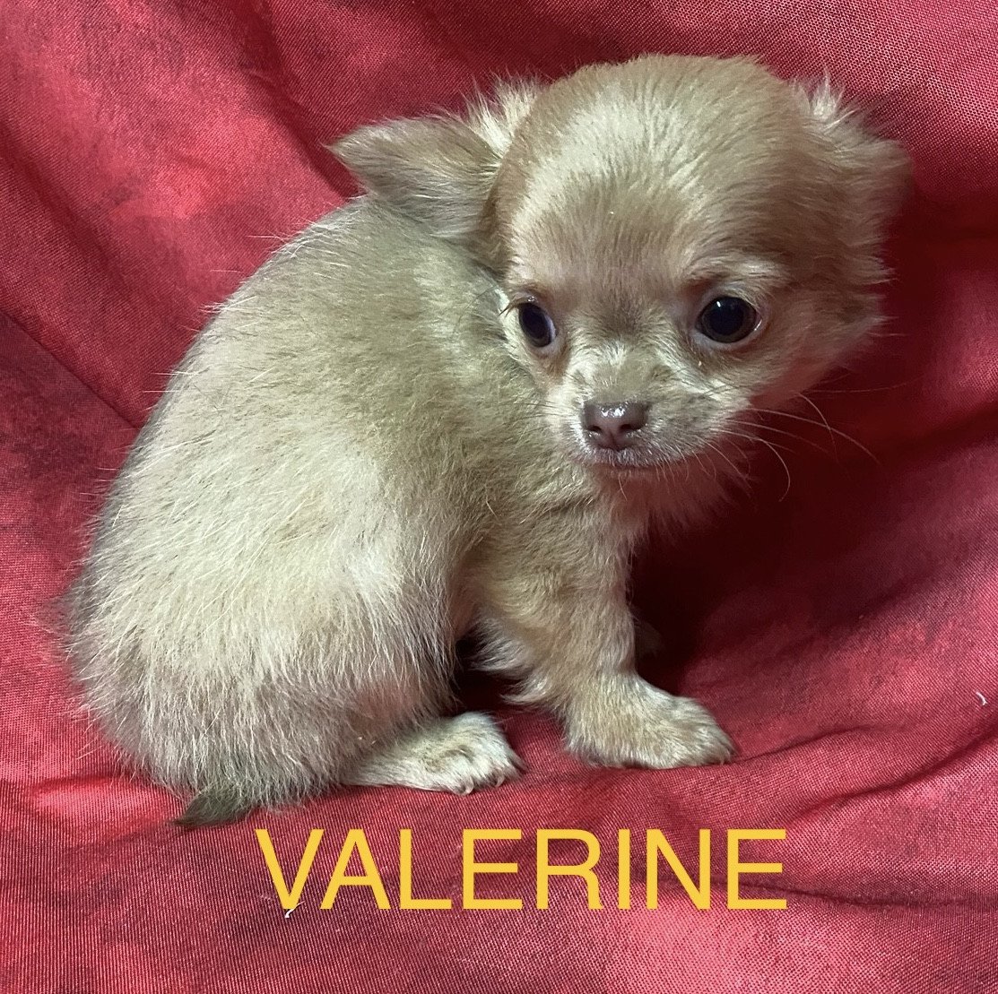 chiot Chihuahua Poil Long VALERINE chihuahua à poils longs à réserver Domaine de la Chantelaie