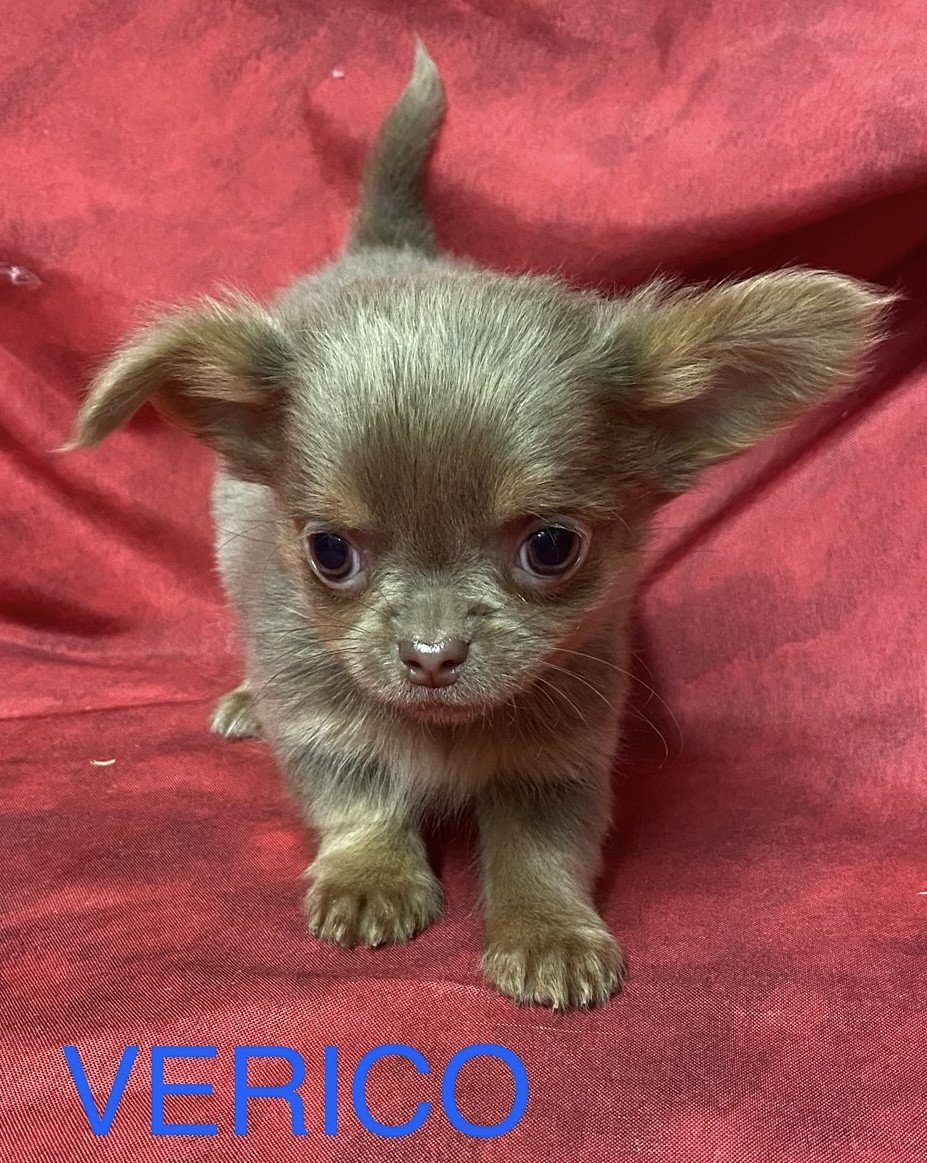 chiot Chihuahua Poil Long VERICO Domaine de la Chantelaie