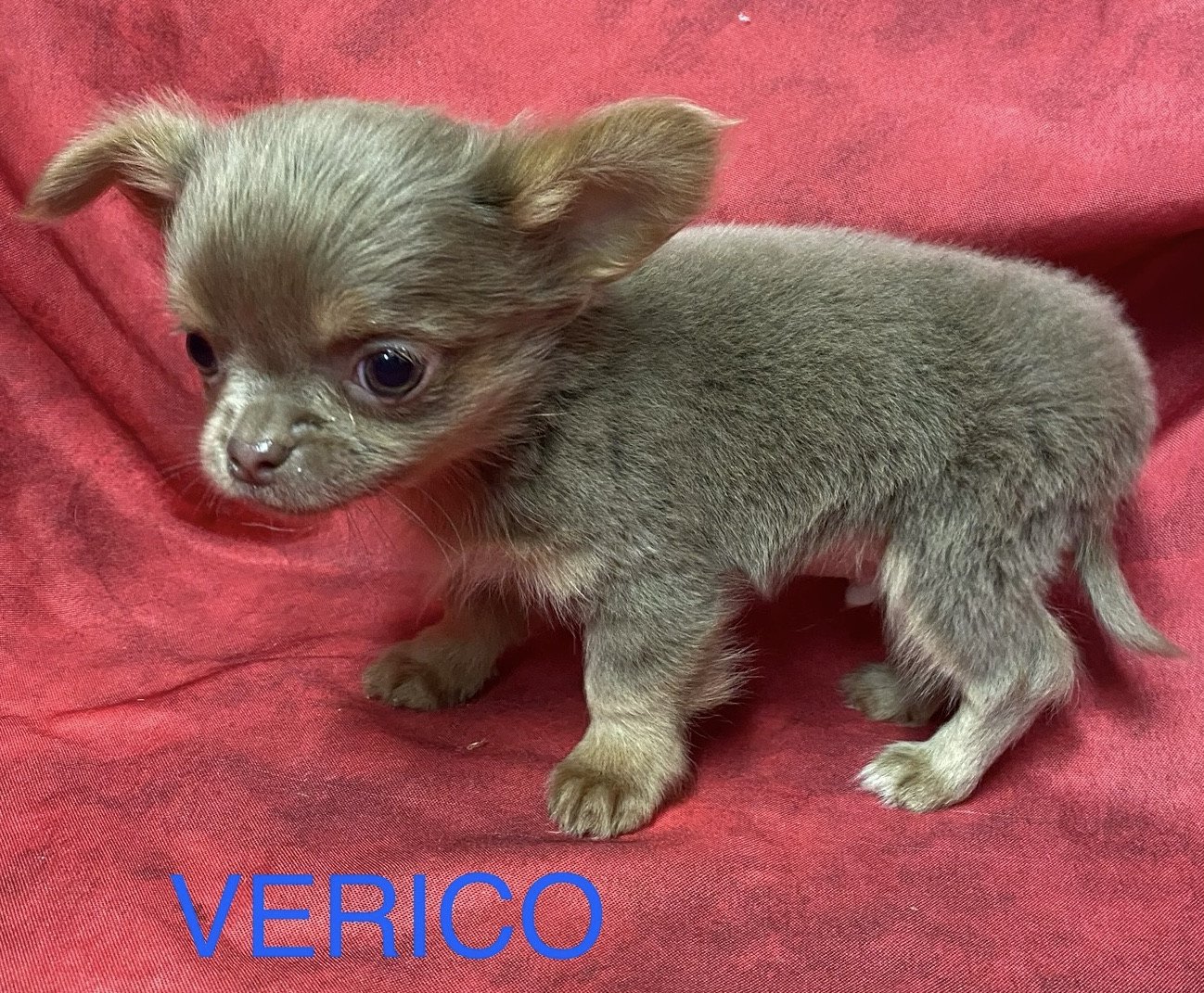 chiot Chihuahua Poil Long VERICO chihuahua à poils longs Domaine de la Chantelaie