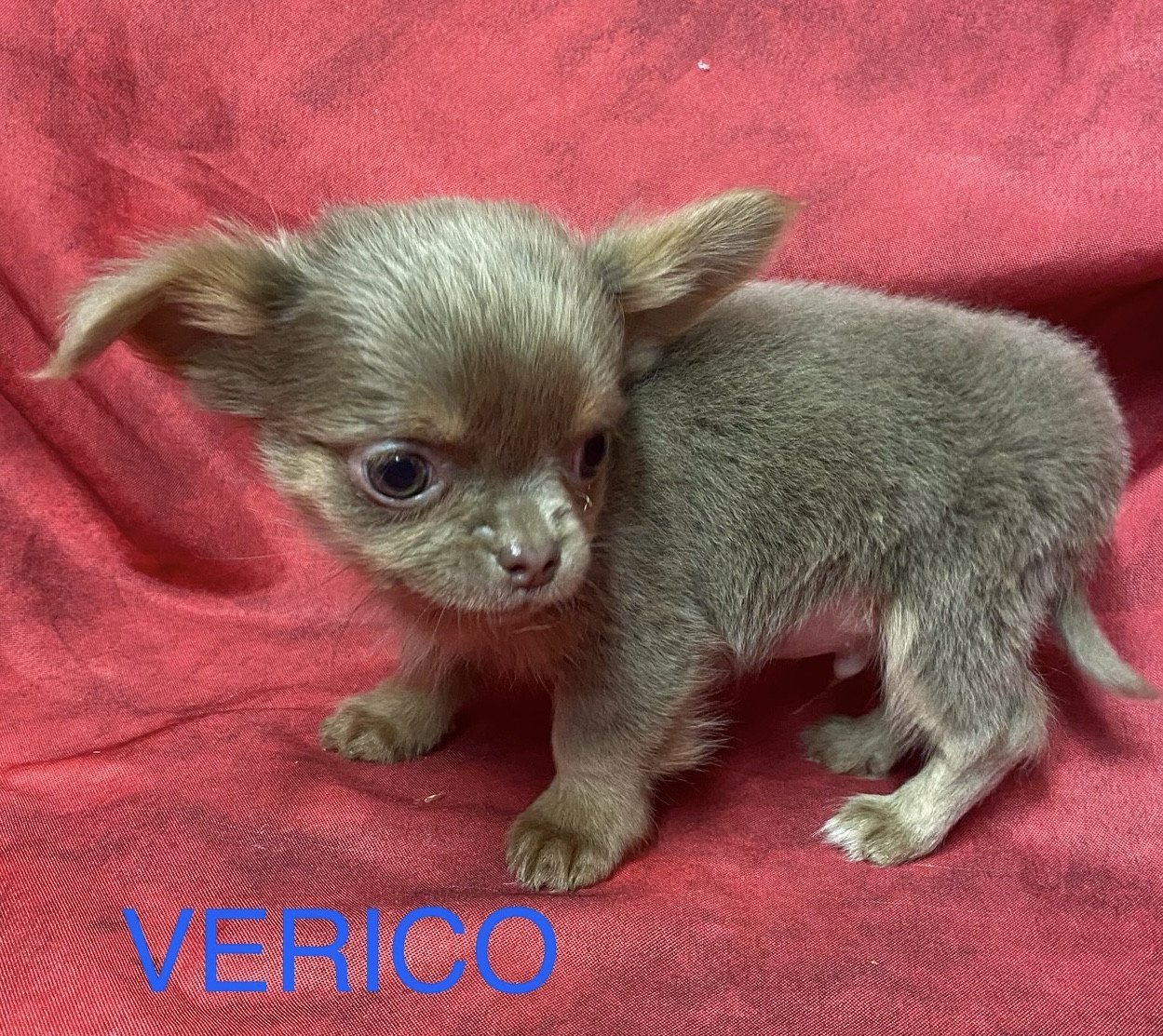 chiot Chihuahua Poil Long VERICO chihuahua à poils longs Domaine de la Chantelaie