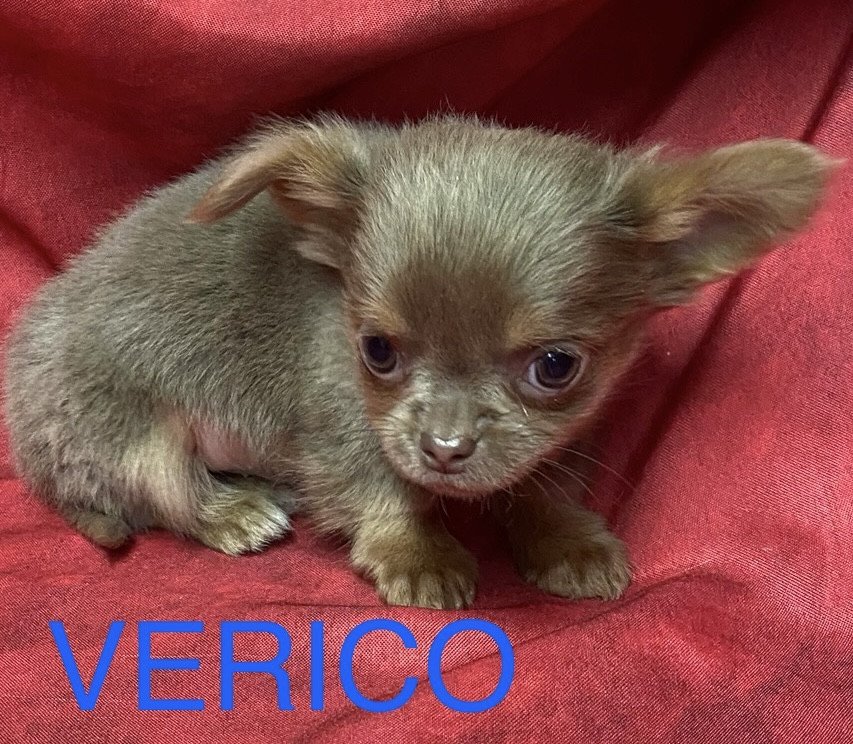 chiot Chihuahua Poil Long VERICO chihuahua à poils longs Domaine de la Chantelaie