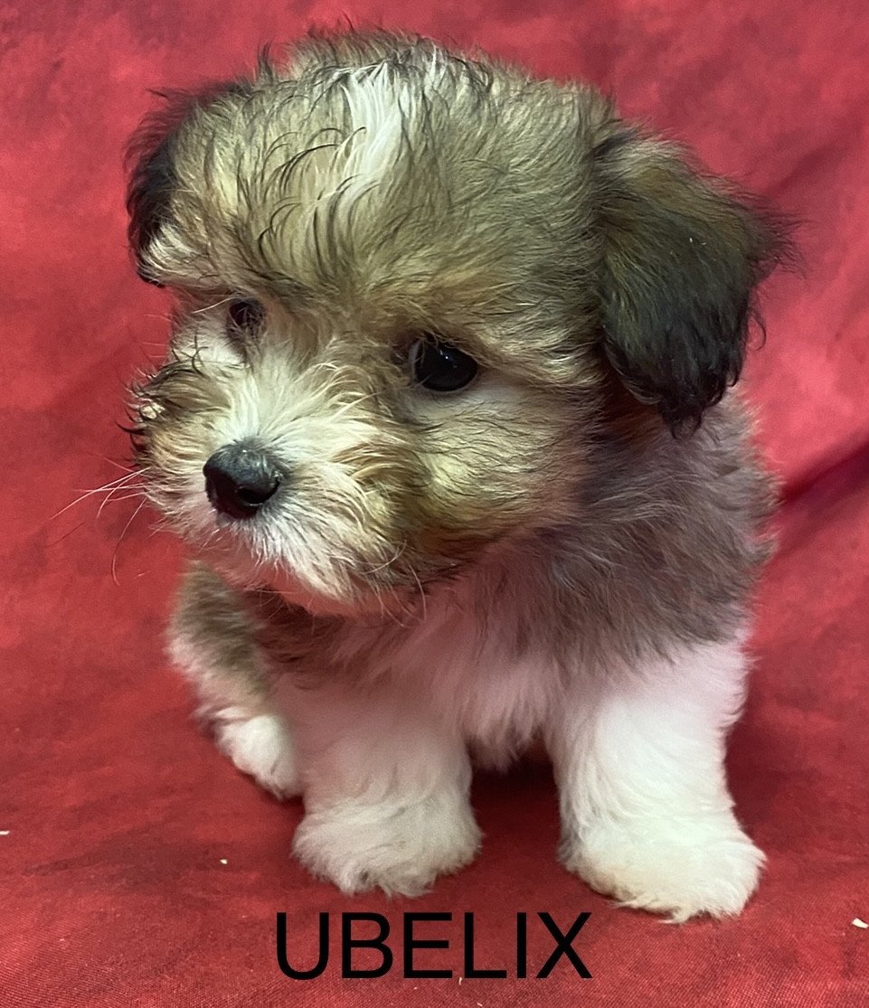 chiot Coton de tulear UBELIX coton de tuléar Domaine de la Chantelaie