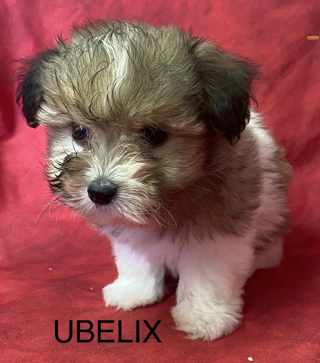 chiot Coton de tulear UBELIX coton de tuléar Domaine de la Chantelaie