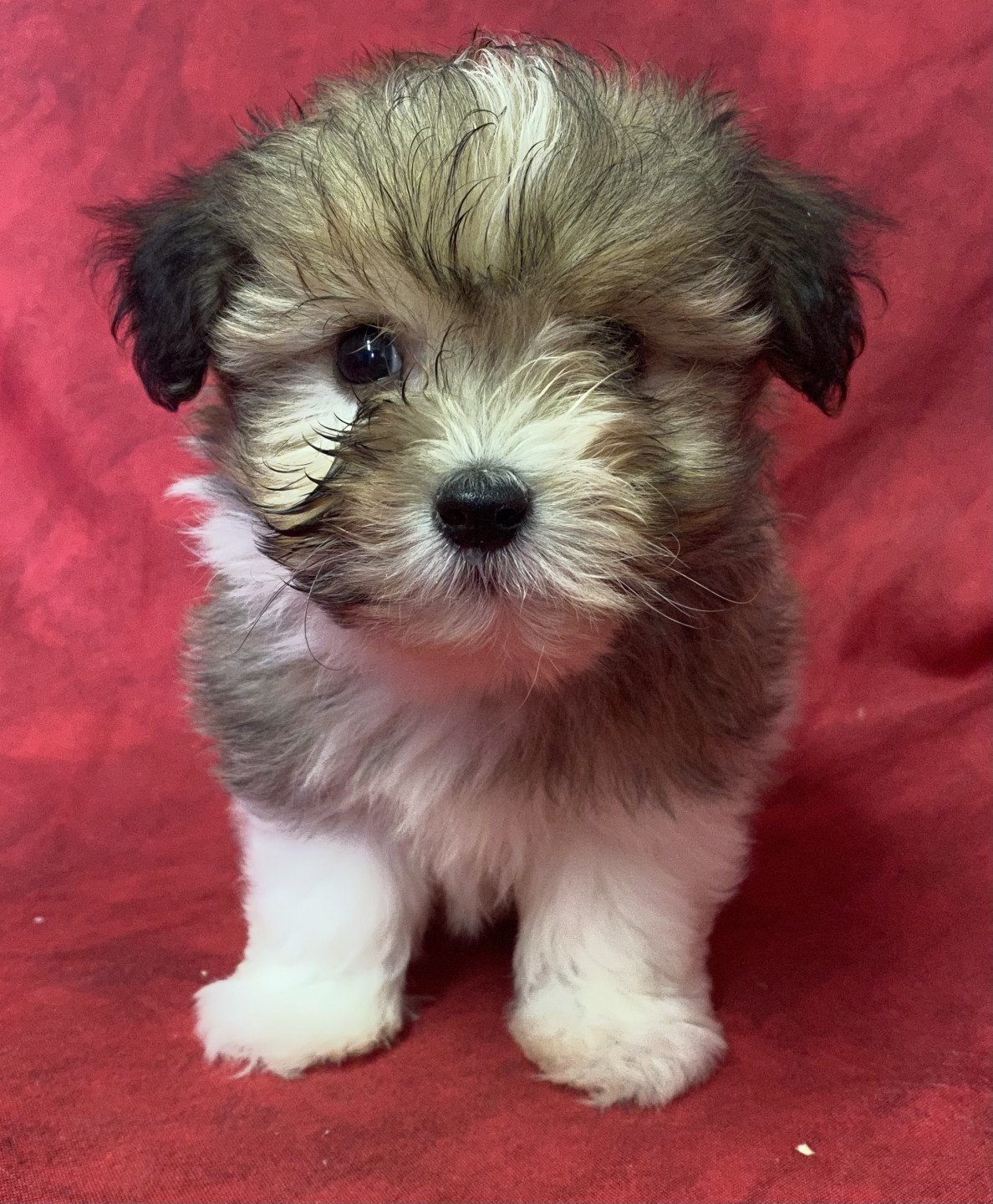 chiot Coton de tulear UBELIX coton de tuléar Domaine de la Chantelaie