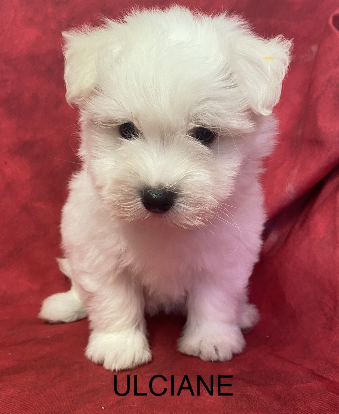 chiot Coton de tulear ULCIANE coton de tuléar Domaine de la Chantelaie