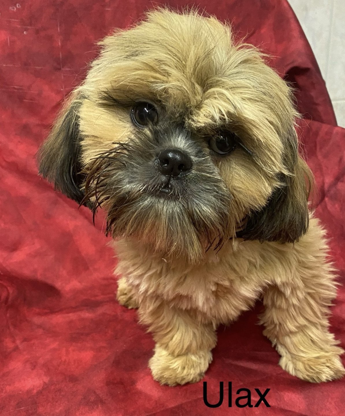 chiot Shih tzu Fauve ULAX Domaine de la Chantelaie