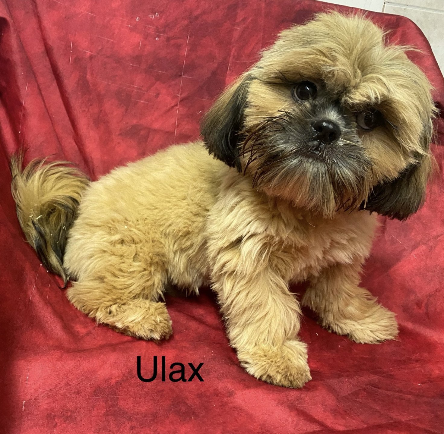 chiot Shih tzu Fauve ULAX Domaine de la Chantelaie