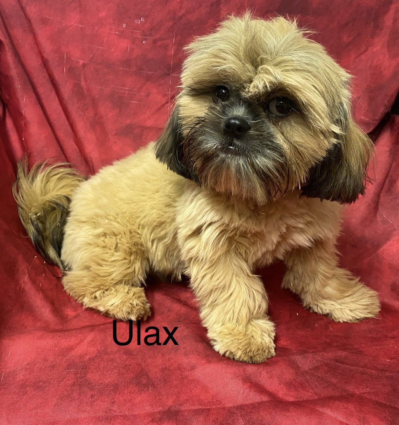 chiot Shih tzu Fauve ULAX Domaine de la Chantelaie