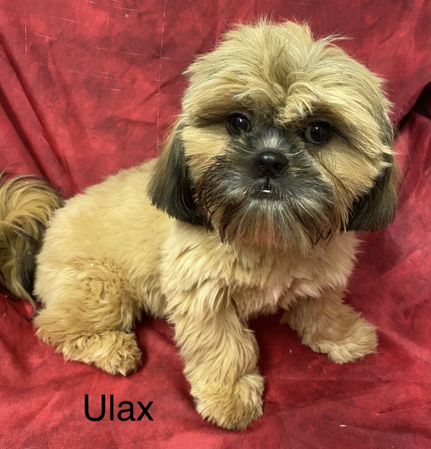 chiot Shih tzu Fauve ULAX Domaine de la Chantelaie