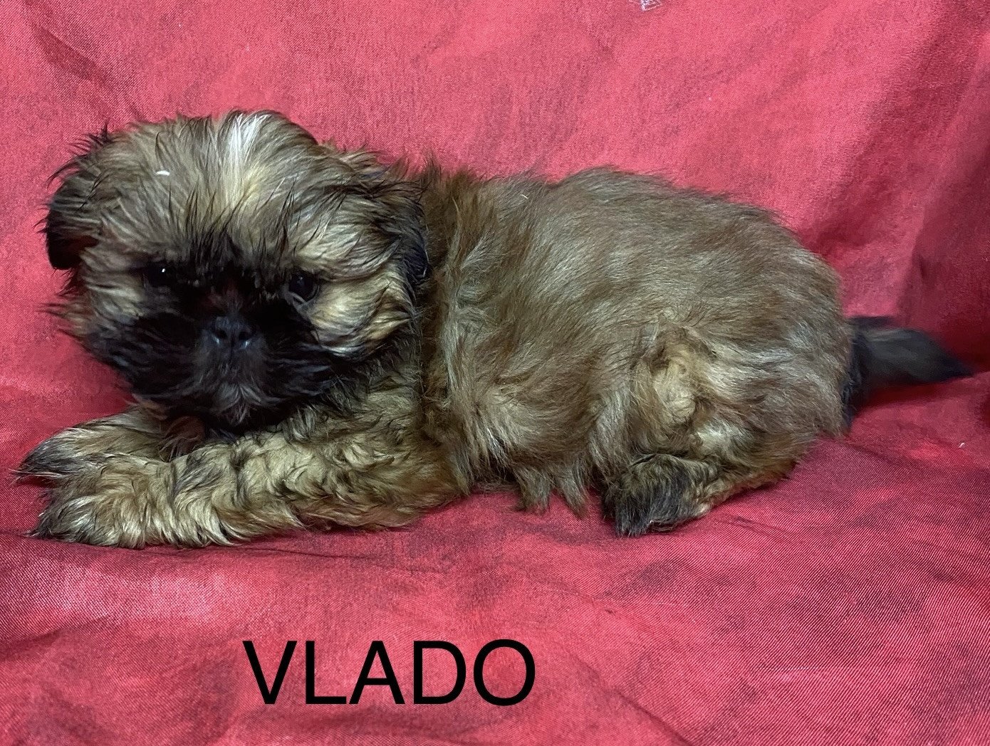 chiot Shih tzu fauve masque noir VLADO shih tzu Domaine de la Chantelaie