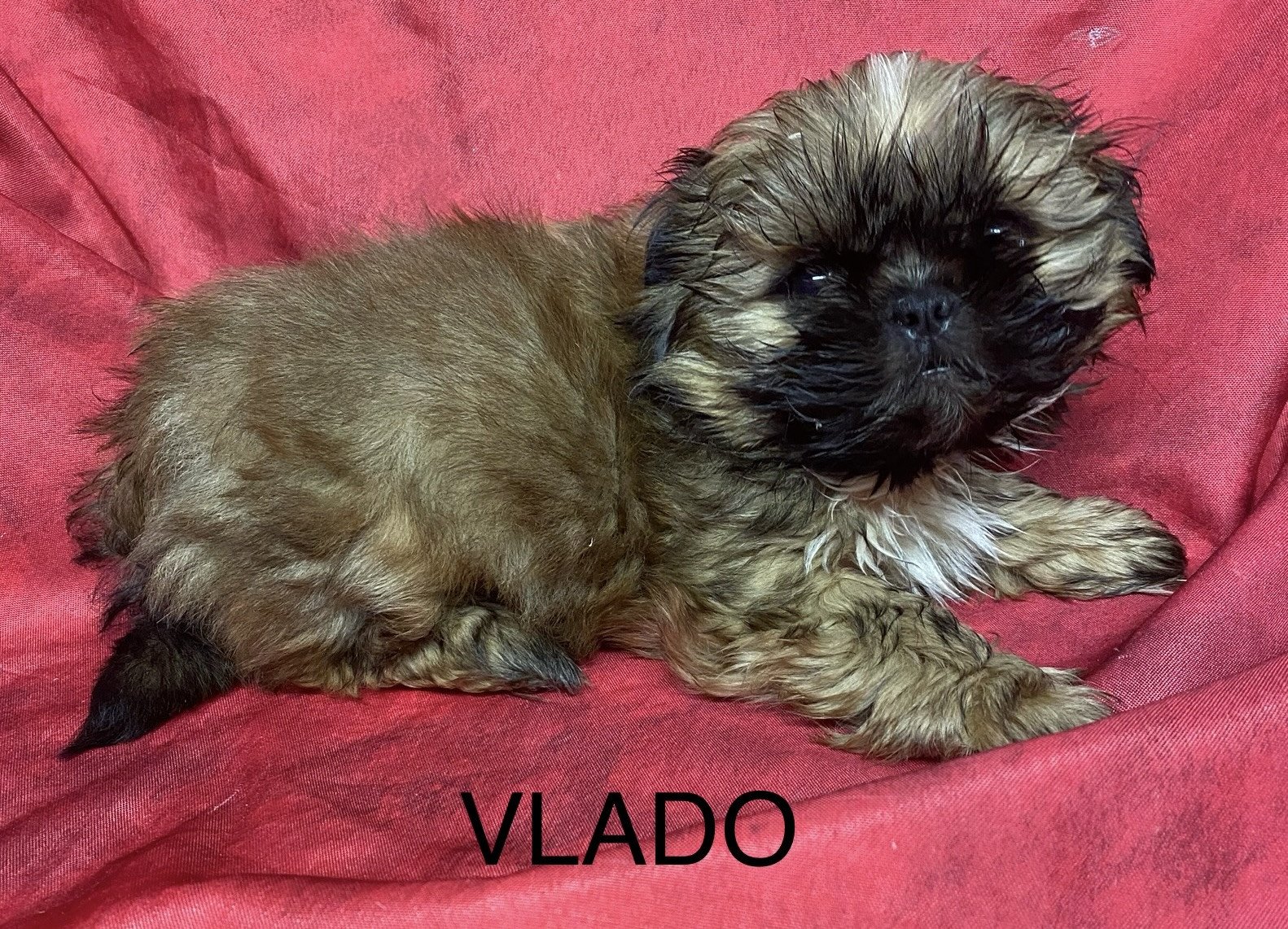 chiot Shih tzu fauve masque noir VLADO shih tzu Domaine de la Chantelaie