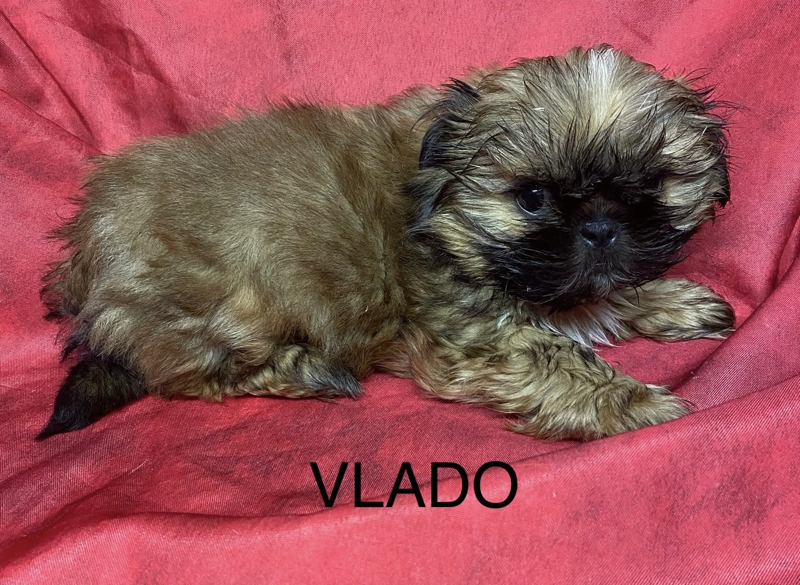 chiot Shih tzu fauve masque noir VLADO shih tzu Domaine de la Chantelaie