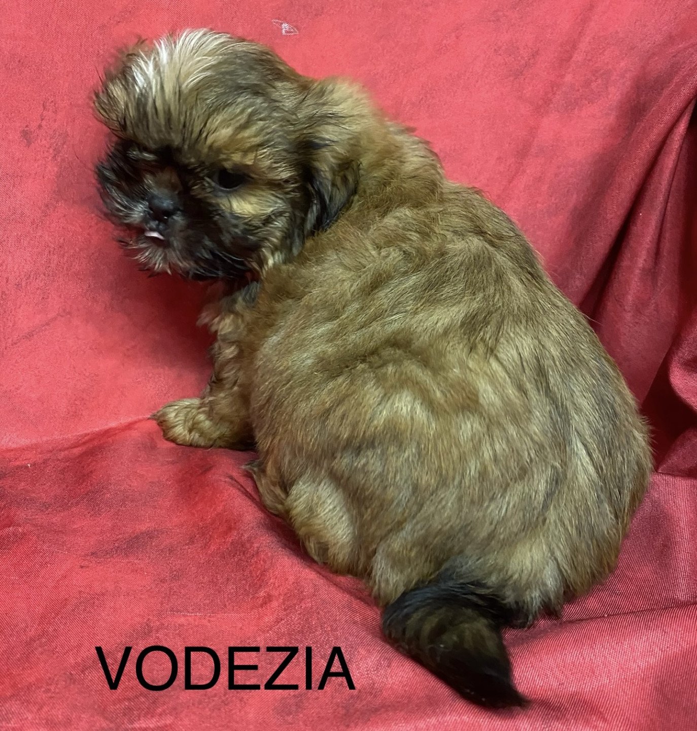 chiot Shih tzu Fauve masque noir VODEZIA shih tzu Domaine de la Chantelaie