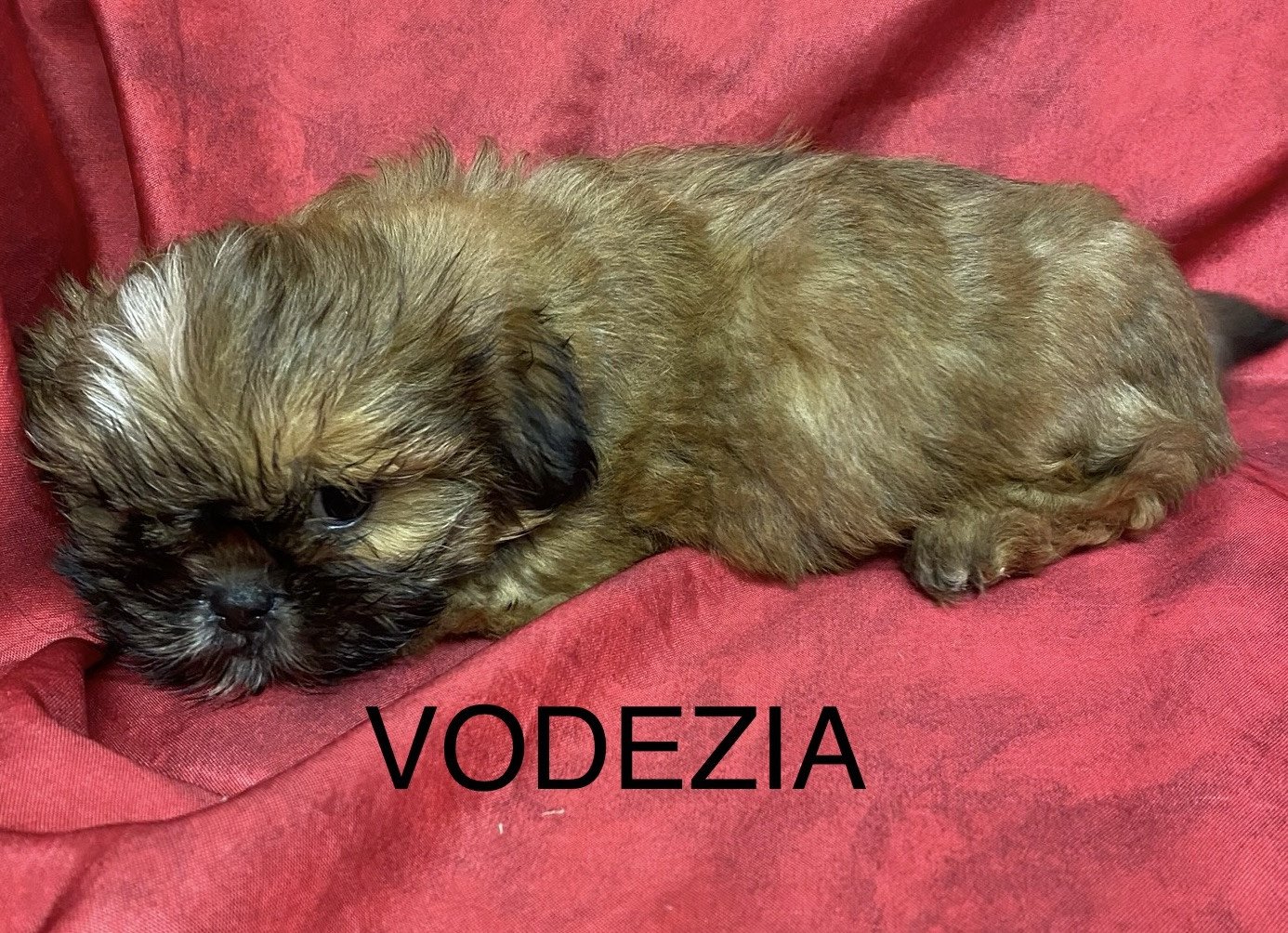 chiot Shih tzu Fauve masque noir VODEZIA shih tzu Domaine de la Chantelaie