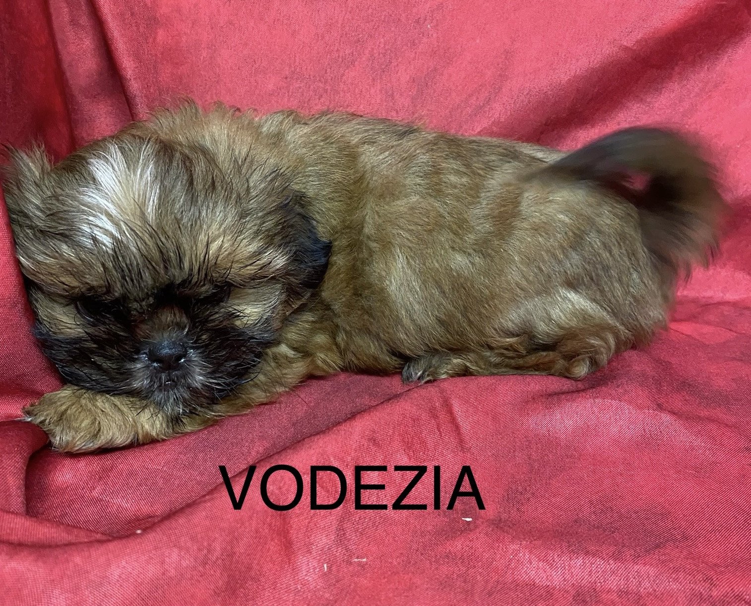 chiot Shih tzu Fauve masque noir VODEZIA shih tzu Domaine de la Chantelaie