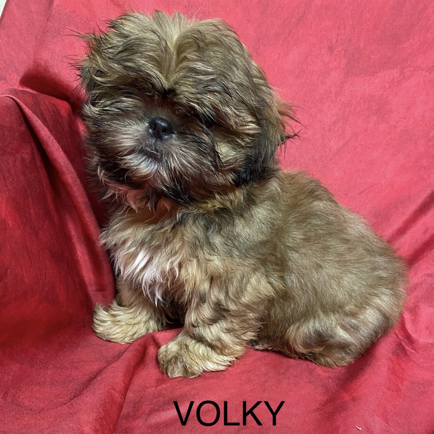 chiot Shih tzu Fauve masque noir VOLKY shih tzu Domaine de la Chantelaie