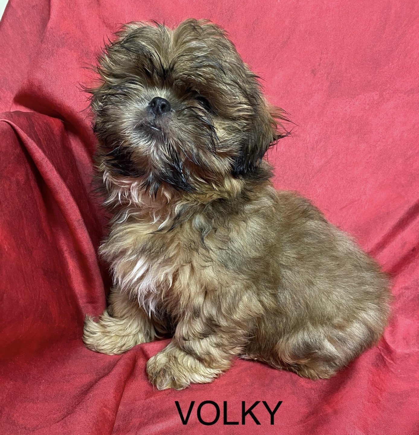 chiot Shih tzu Fauve masque noir VOLKY shih tzu Domaine de la Chantelaie