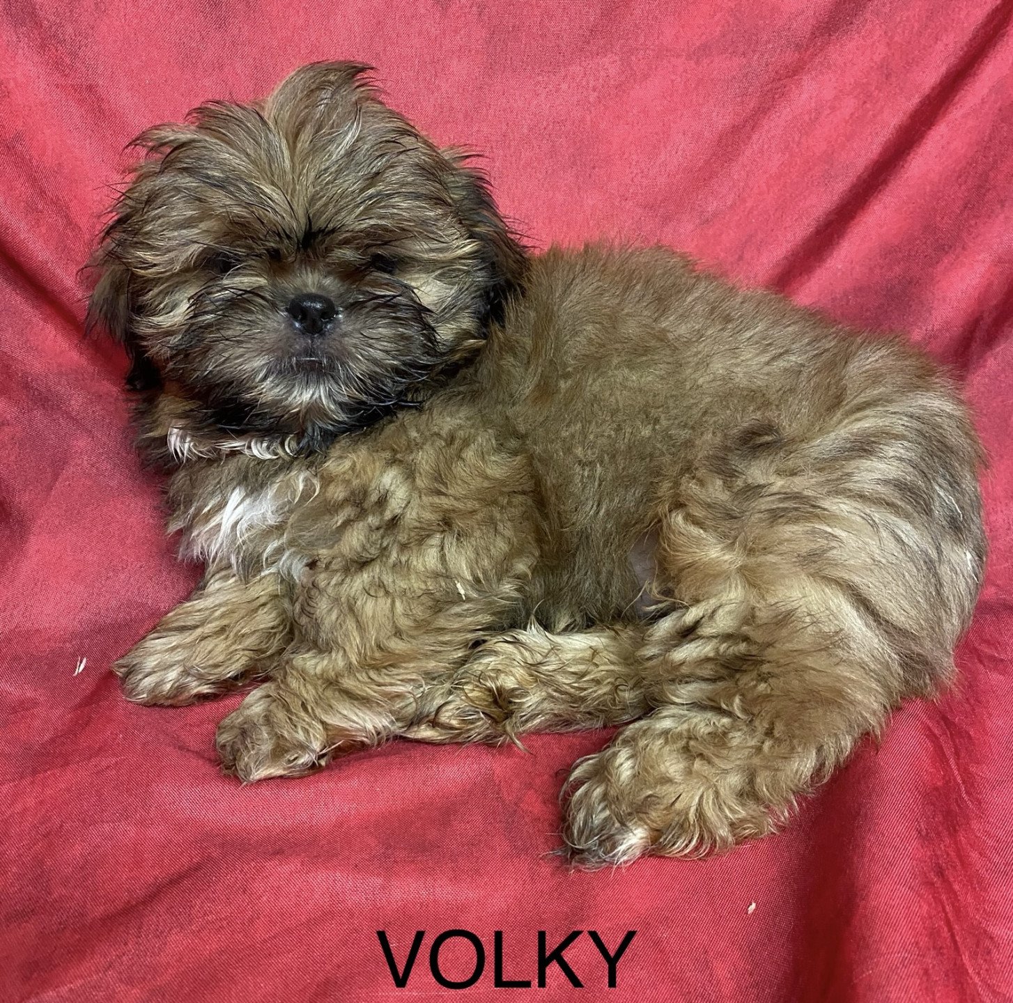 chiot Shih tzu Fauve masque noir VOLKY shih tzu Domaine de la Chantelaie