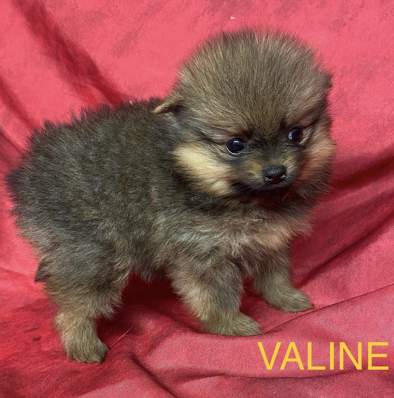 chiot Spitz allemand VALINE Domaine de la Chantelaie