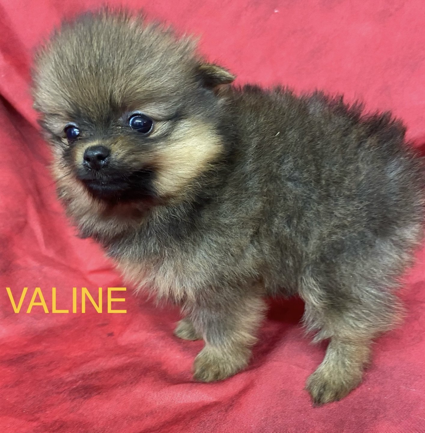 chiot Spitz allemand VALINE Domaine de la Chantelaie