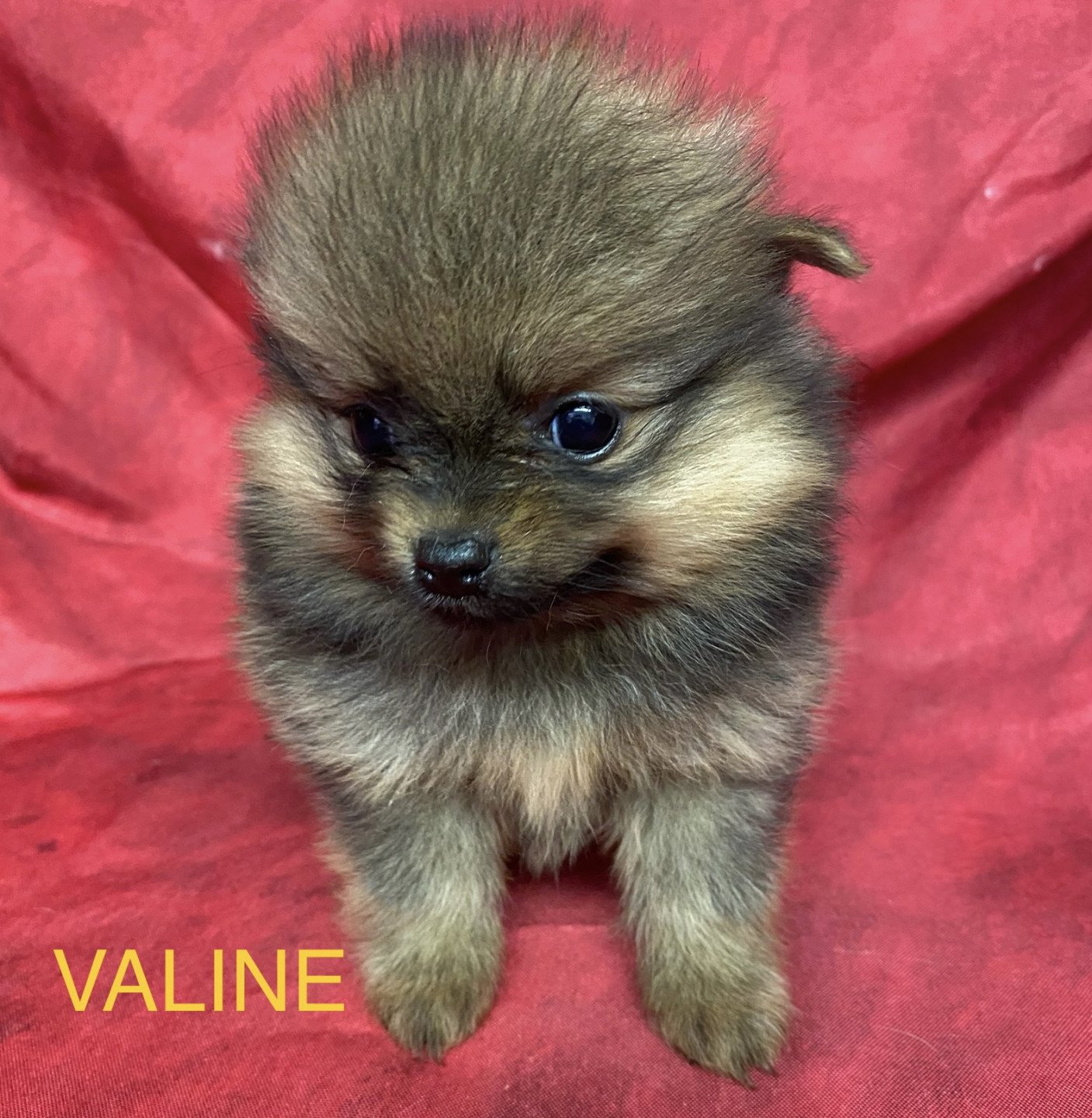chiot Spitz allemand VALINE Domaine de la Chantelaie
