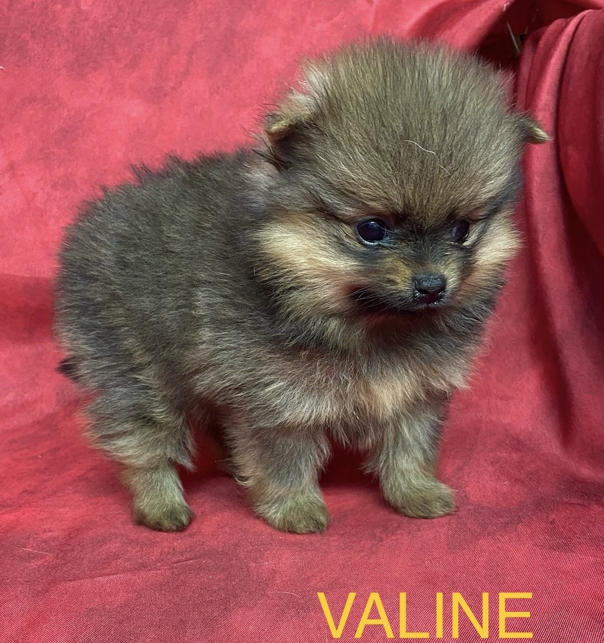 chiot Spitz allemand VALINE Domaine de la Chantelaie