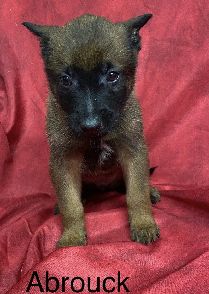 ABROUCK Malinois LOF à réserver Mâle Berger belge