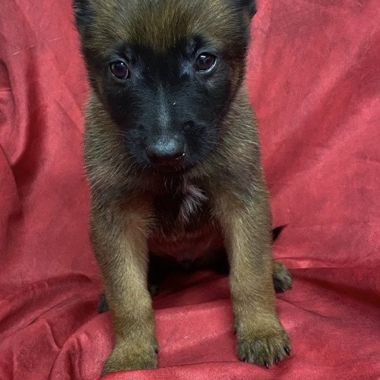 chiot Berger belge ABROUCK malinois Domaine de la Chantelaie
