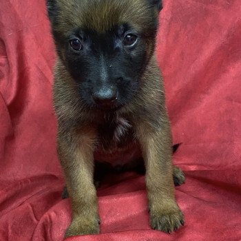 chiot Berger belge ABROUCK malinois Domaine de la Chantelaie