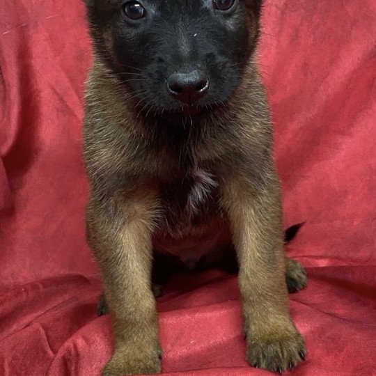 chiot Berger belge ABROUCK Malinois à réserver Domaine de la Chantelaie