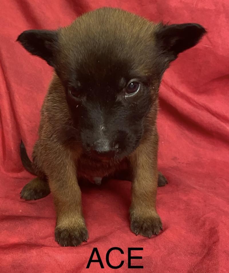 ACE Malinois LOF à réserver Mâle Berger belge