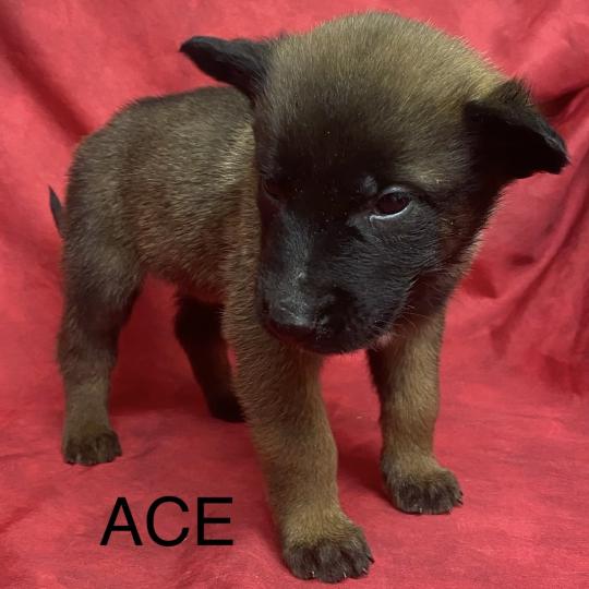 chiot Berger belge ACE Malinois LOF à réserver Domaine de la Chantelaie