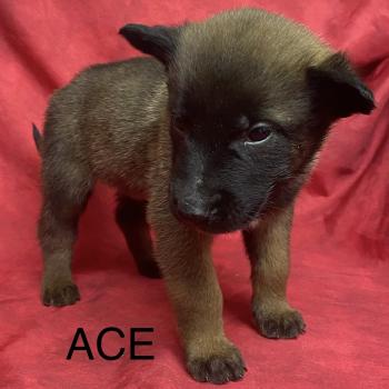 chiot Berger belge ACE Malinois LOF à réserver Domaine de la Chantelaie