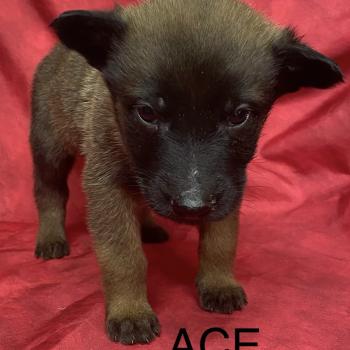 chiot Berger belge ACE Malinois LOF à réserver Domaine de la Chantelaie