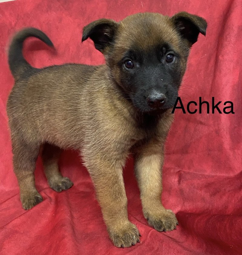 ACHKA Malinois LOF à réserver Femelle Berger belge