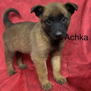 chiot Berger belge ACHKA Malinois Domaine de la Chantelaie