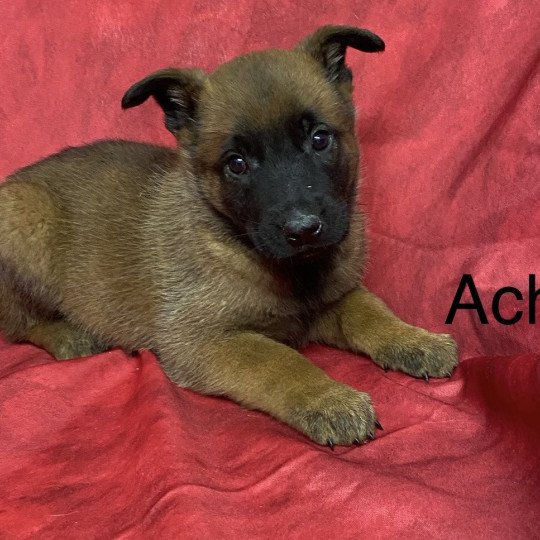 chiot Berger belge ACHKA Malinois Domaine de la Chantelaie