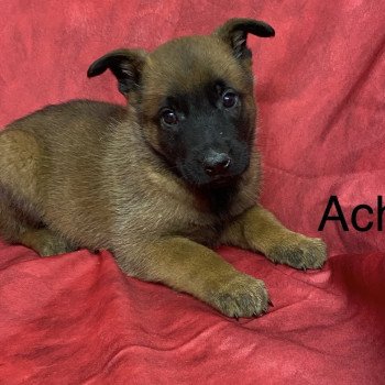 chiot Berger belge ACHKA Malinois Domaine de la Chantelaie