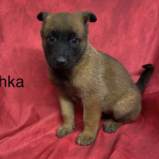 chiot Berger belge ACHKA Malinois Domaine de la Chantelaie