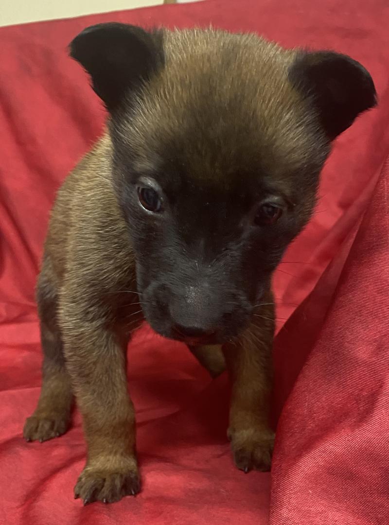 AUPSIE-ADIE Malinois LOF RÉSERVÉE Femelle Berger belge