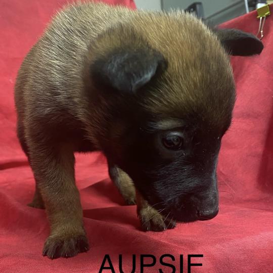 chiot Berger belge AUPSIE-ADIE Malinois LOF RÉSERVÉE Domaine de la Chantelaie