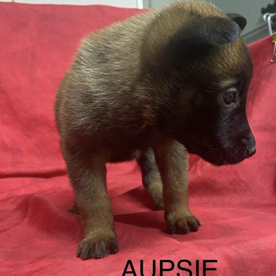 chiot Berger belge AUPSIE-ADIE Malinois LOF RÉSERVÉE Domaine de la Chantelaie