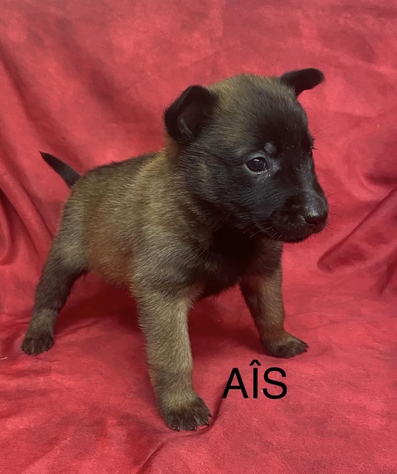 AIS - APPLE Malinois LOF RÉSERVÉE Femelle Berger belge