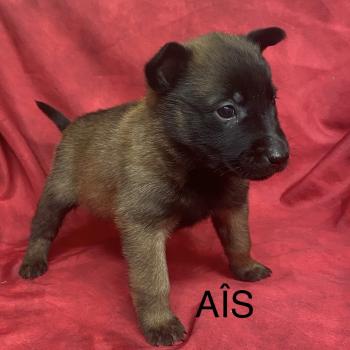 chiot Berger belge AIS - APPLE Malinois LOF RÉSERVÉE Domaine de la Chantelaie