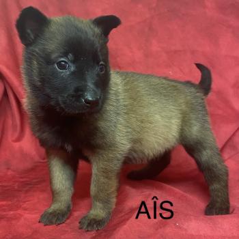 chiot Berger belge AIS - APPLE Malinois LOF RÉSERVÉE Domaine de la Chantelaie